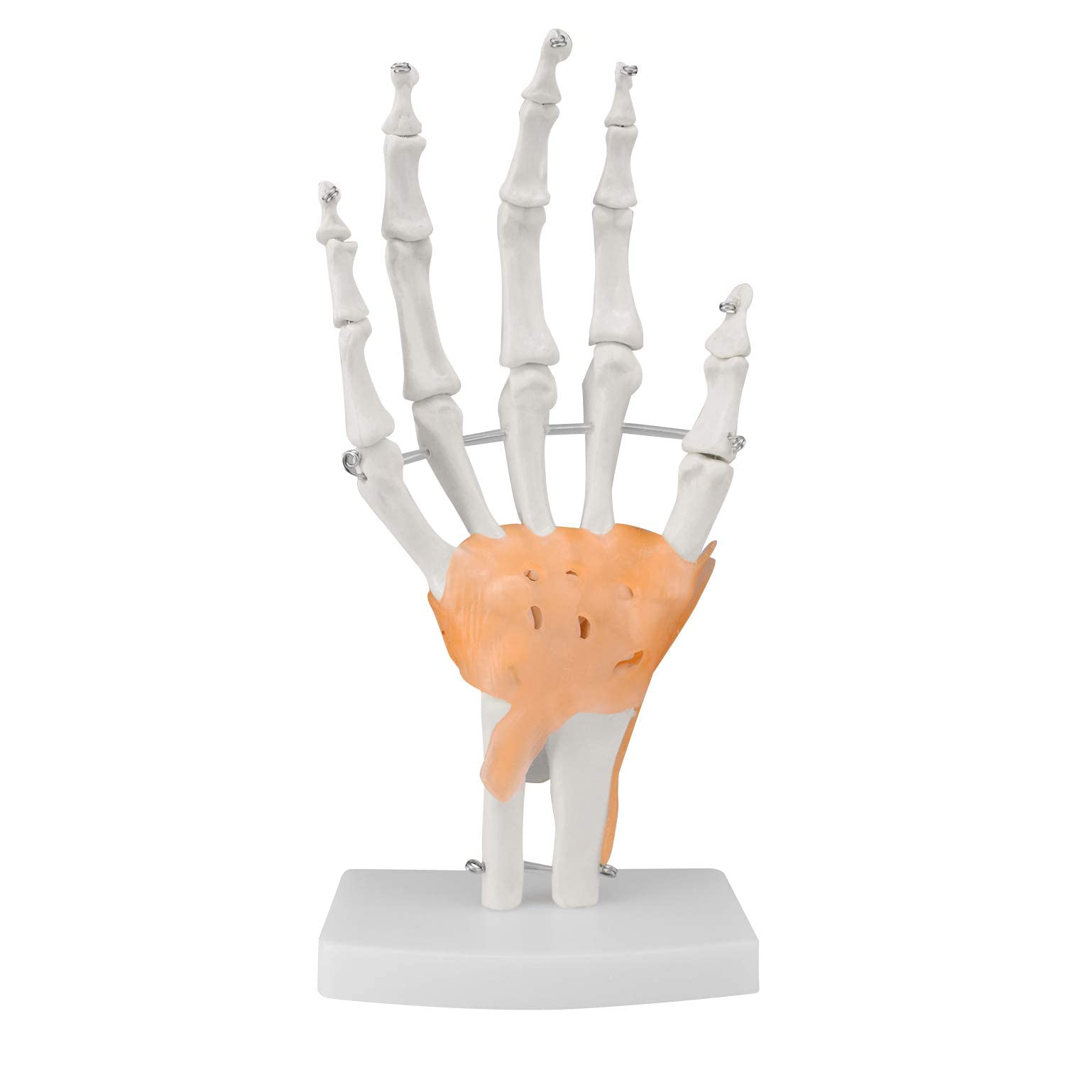 Modello di Anatomia Scheletia Umana Modello di Articolazione Umana 1: 1 Modello di Osso Manuale E Modello Anatomico Naturale Dell'articolazione del Gomito