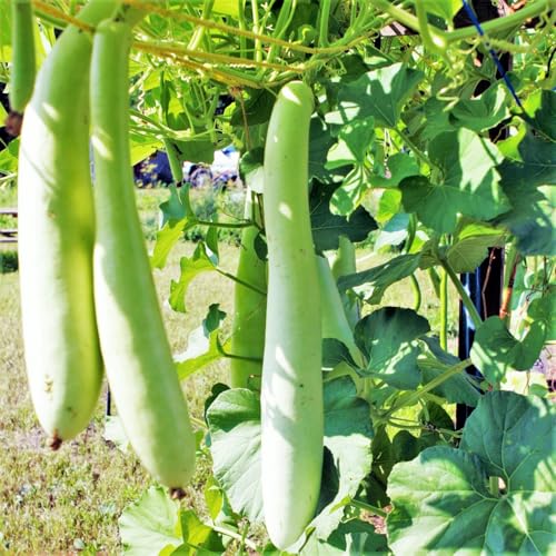 TomorrowSeeds - Cucuzza Squash Seeds - 10+ Count - for 2026 Planting Lagenaria siceraria Cucuzzi Snake Gourd Italian Tromboncino Long Bottle Calabash Dudhi Lauki Vegetable Grow Your Own Home Farm