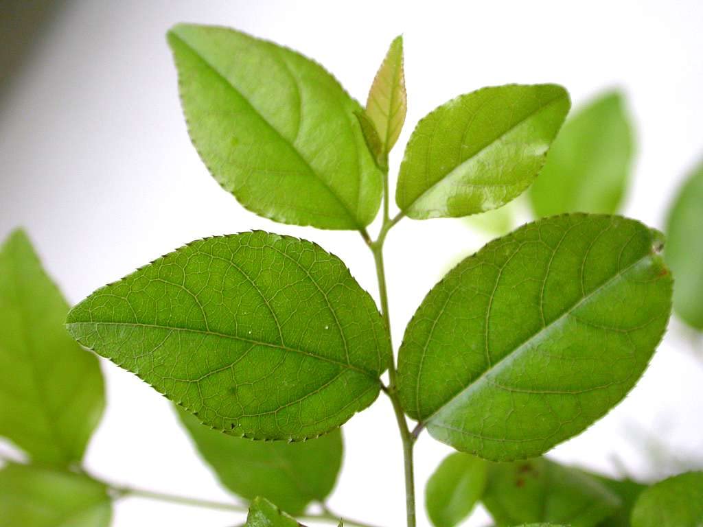 Verdecora Bonsái Sageretia 5 años | En maceta de cerámica 15x10x5cm + plato | Sageretia theezans | Planta Natural de Interior | Follaje Compacto y elegante | Ideal para Decoración Zen y Regalo