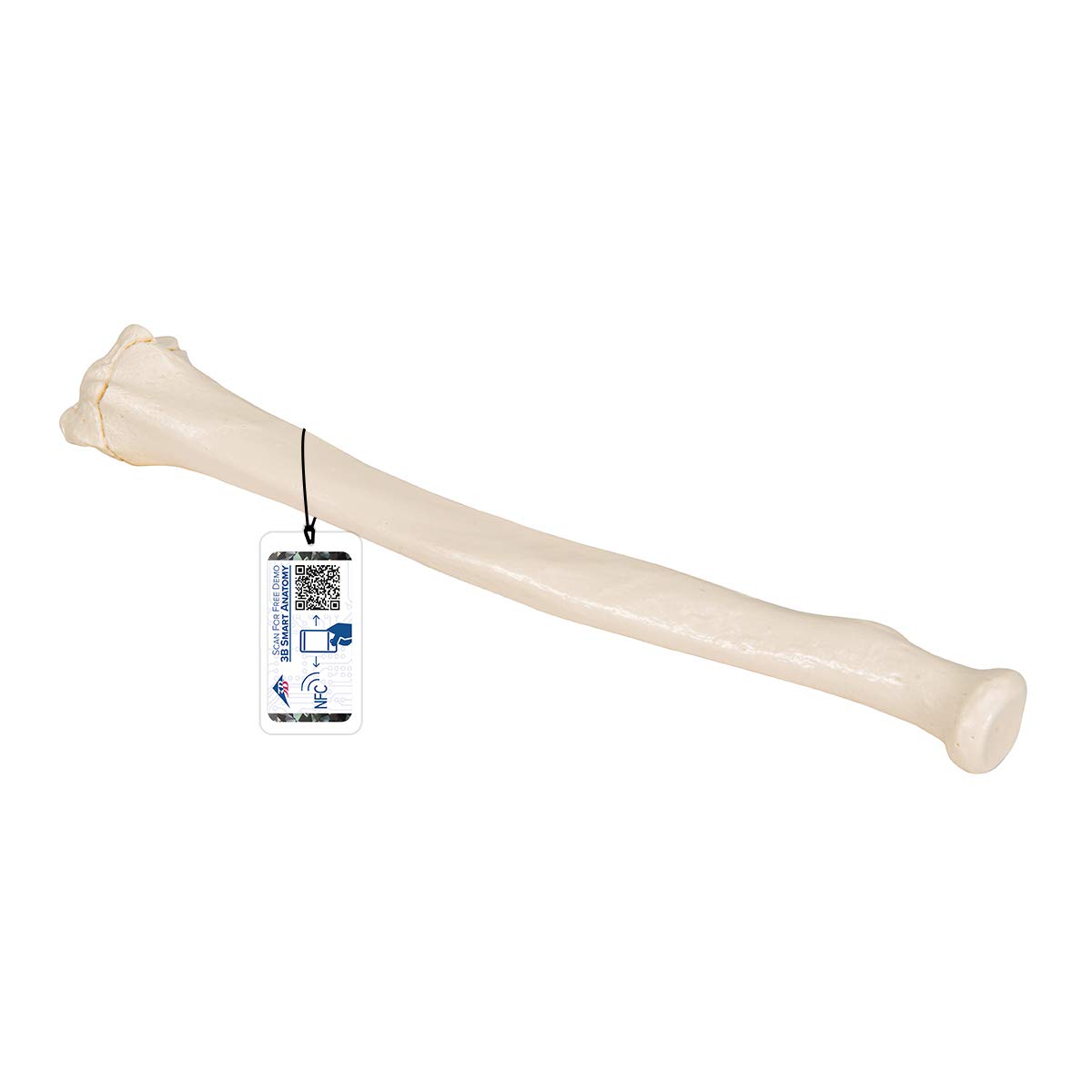 Amazon.co.jp: 実物大の橈骨模型 - 橈骨モデル - 3B Scientific : 産業