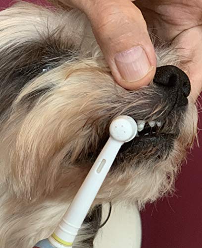 DERMAVET Lavapirox Zahnpasta vom Tierarzt mit Chlorhexidin- Vet Anti-Plaque C gegen Zahnstein und Zahnfleischentzündungen