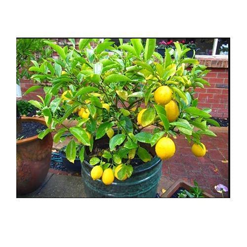 PlantaZee Mosambi Sweet Lemon Plant Live Healthy and Grafted Plant Suitable for Garden with Pot (B09G6YCHGZ) Amazon Price History, Amazon Price Tracker