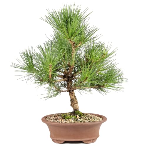 Japanese Black Pine