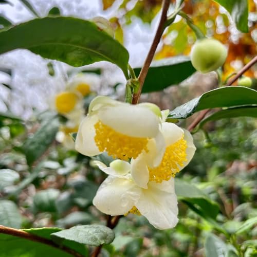 Sono prodotti ornamentali per giardini e paesaggi.