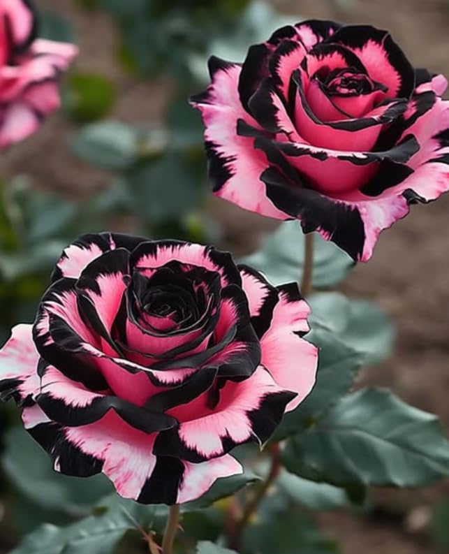 Rre Rose Bushes Live Plants, Perennial Flowering Shrub for Outdoor Garden Yard Planting/that Grow Fast/Golden Jade Carving-5 Root-J
