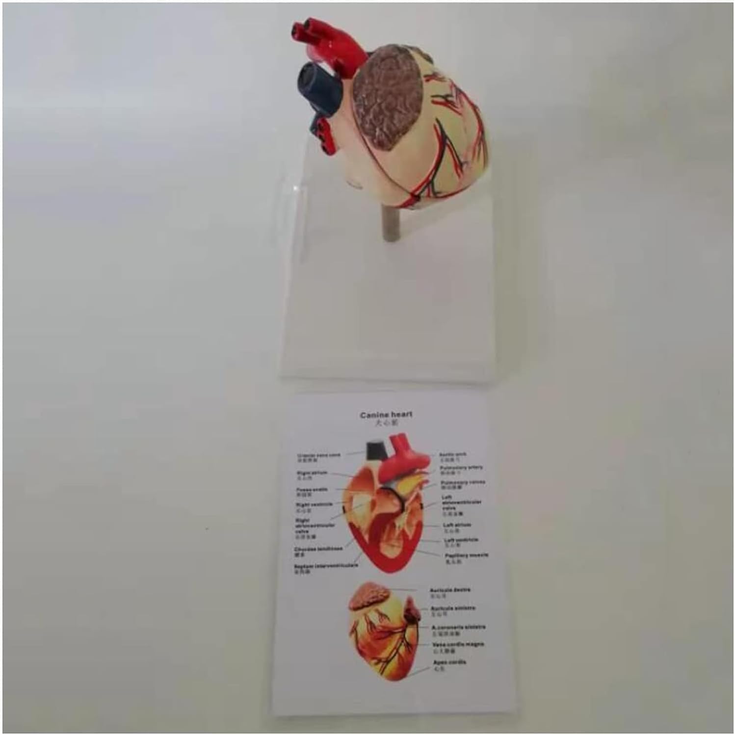 Organe Viscéral Canin Anatomique, Modèle Anatomique du Cœur Canin - Modèle De Cœur - Anatomie du Cœur Canin pour L'étude, L'exposition Et l'enseignement des Sciences Médicales