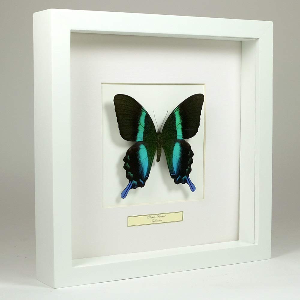 Papilio blumei machaon vert authentique sous verre cadre fait main bois blanc taxidermie papillon