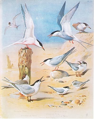 Art Tableau Sterne de Dougall : évadez-vous en bord de mer avec cette œuvre 60x90cm