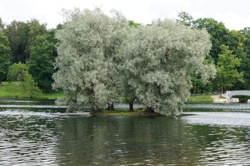 Bulk Thin White Willow Tree Cuttings - Thinner Than a Pencil Rare and Unique Live Tree Plants - White Leaves (10 Thin Cuttings)