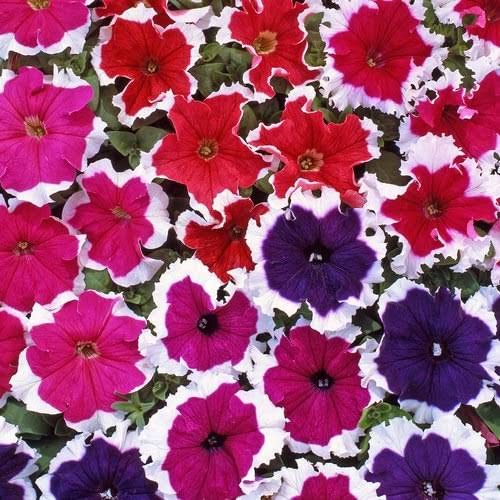 See full amazon price history chart for Audbhidhi Seeds Petunia Flower Seeds Hybrid Mixed Colors | Petunia Double Mix Flower Seeds | Petunia Seeds Mix Colour Hybrid | Petunia Live Plant Seeds 100% Germination | Winter Season Flower Seeds pack of 100 seeds Audbhidhi Seeds Petunia Flower Seeds Hybrid Mixed Colors | Petunia Double Mix Flower Seeds | Petunia Seeds Mix Colour Hybrid | Petunia Live Plant Seeds 100% Germination | Winter Season Flower Seeds pack of 100 seeds (B09LR55G4N) Amazon Price History, Amazon Price Tracker