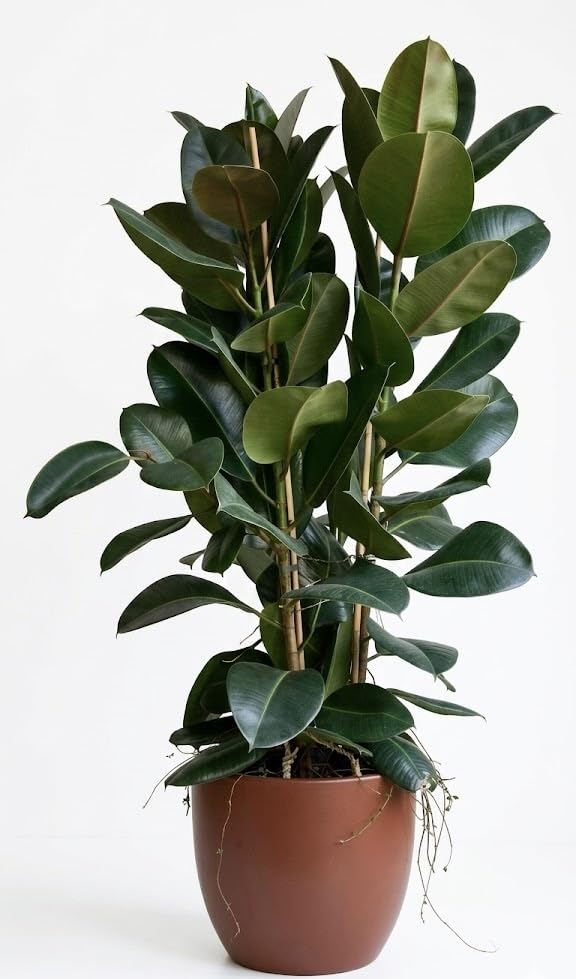 Rubber Plant Live | Ficus Elastica | With Pot | Air Purifying Dec...