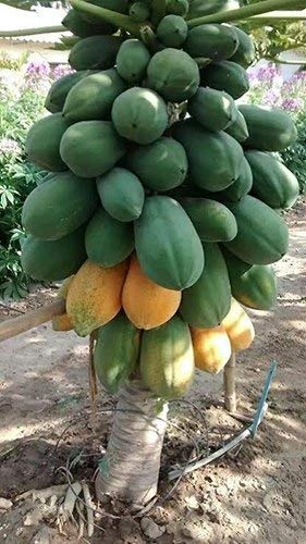 See full amazon price history chart for Green lady papaya seeds original (550+ seeds) Green lady papaya seeds original (550+ seeds) (B0CXJ2PD2L) Amazon Price History, Amazon Price Tracker