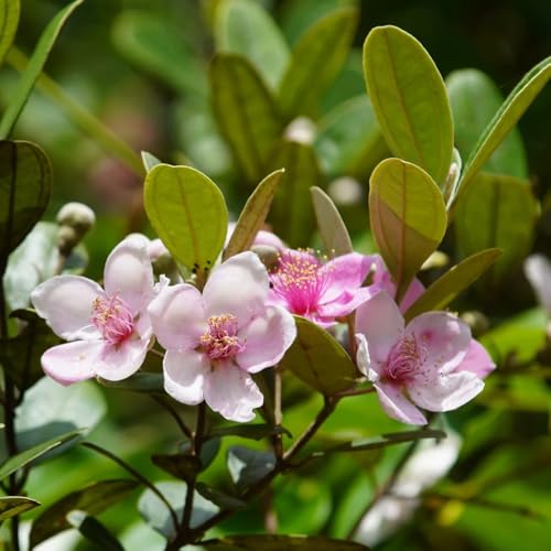 semillas de mirto, jardín de arbustos Semillas de Rhodomyrtus Tomentosa, semillas raras variedades antiguas para exterior resistentes al invierno 500pcs