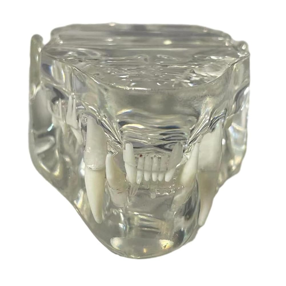 Dents canines transparentes Modèle anatomique pour animaux dentaires Outil pédagogique vétérinaire (chat) Transparent