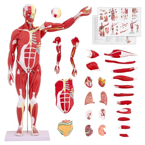 SFXYJ Human Anatomy Muscle Model, 27 Part 1/2 Life Size 33” Human Body Muscular System Model with Removable and Muscle Anatomy Includes Detailed Color Product Manual for Medical Educational Training