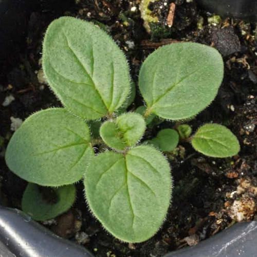 Seed Needs Oregano Seeds for Planting Italian Herbs - Non-GMO Heirloom & Untreated Culinary Herb Seed - Grow Indoors or Outdoors for a Kitchen Garden (1 Pack) - Image 2