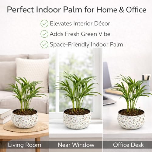 Image of Amulya Farms Indoor Plants for Home | Areca Palm Plant In Premium Floral Print Metal Pot | Air Purifying Plants For Home | Live Plants with Pots For Living Room and Office Decoration