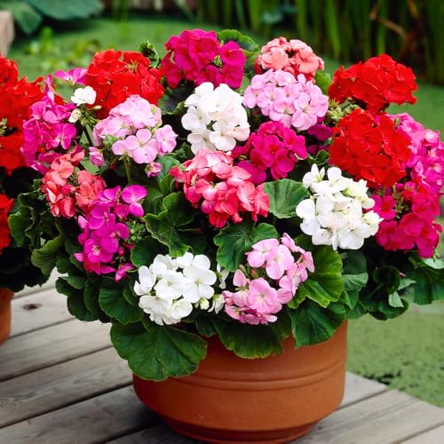 Set 2 Geranium Plants Live, 4-9 Inches Tall, Hardy Flowering Geraniums for Garden or Pots, Fragrant Perennial Blooms (Mixed Geranium)