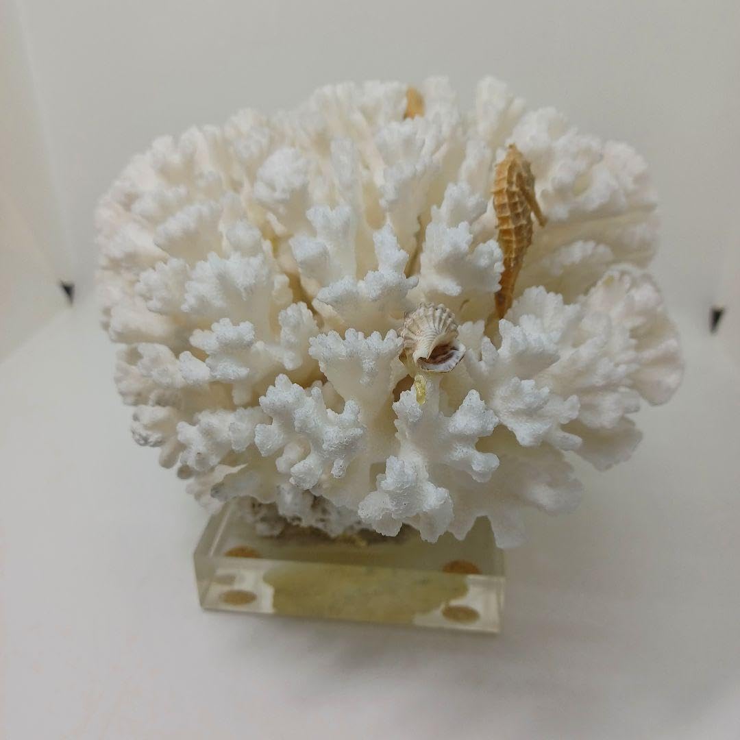 天然珊瑚サンゴ 剥製 タツノオトシゴ 貝殻 ヒトデ 2kg以上