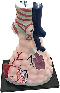 Anatomy Model - PVC Material Alveolar Anatomy Model of The Human Organ - for Medical Education Aid Organ Anatomical Modeluseful SaiFei