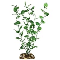 Algopix Similar Product 4 - Aqueon 09809 Begonia Aquarium Plant