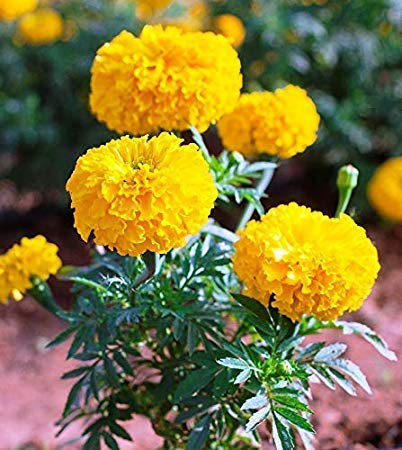 See full amazon price history chart for Live Marigold Yellow Flower Plant Genda With Black Plastic Pot (Yellow) Live Marigold Yellow Flower Plant Genda With Black Plastic Pot (Yellow) (B0CMJSXJ5F) Amazon Price History, Amazon Price Tracker