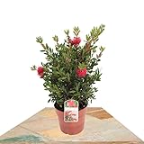 callistemon citrinus angela Arbusto natural. Arbusto Callistemon Natural Perfecto para Espacios Exteriores