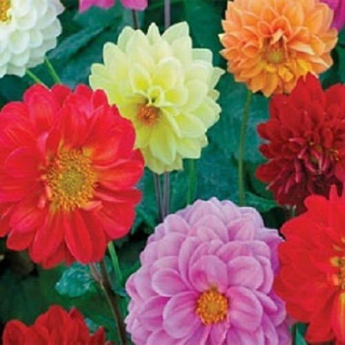 25 seeds of Dahlia Opera Mix Dwarf Dahlia Seeds Flower