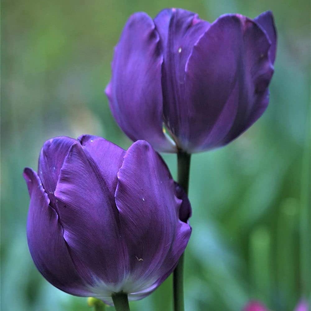 Pack of 10 Purple Tulip Bulbs Garden Perennial Varieties Cut Flower Bouquet  Decorations Favourite Fragrance Perfect for Beginners DIY : Amazon.de:  Garden, image size:1000x1000