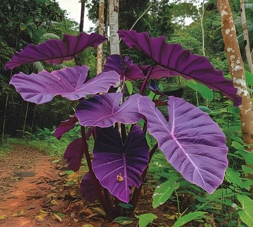 30pcs Purple Colocasia Seeds – Rare Elephant Ear Plant for Planting, Bold Tropical...