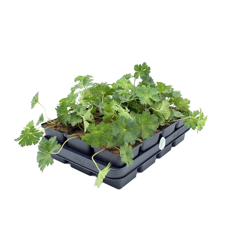 50 x Geranium Rozanne - Storchschnabel in 9x9cm Topf