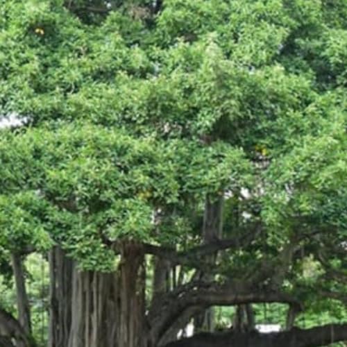 ఉషఃశ్రీ రామాయణం-11