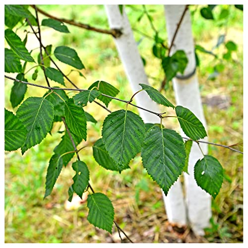 1 Silver Birch Jacquemontii 5-6ft Tall in 2L Pot Stunning Tree Himalyan White Birch Betula 3fatpigs
