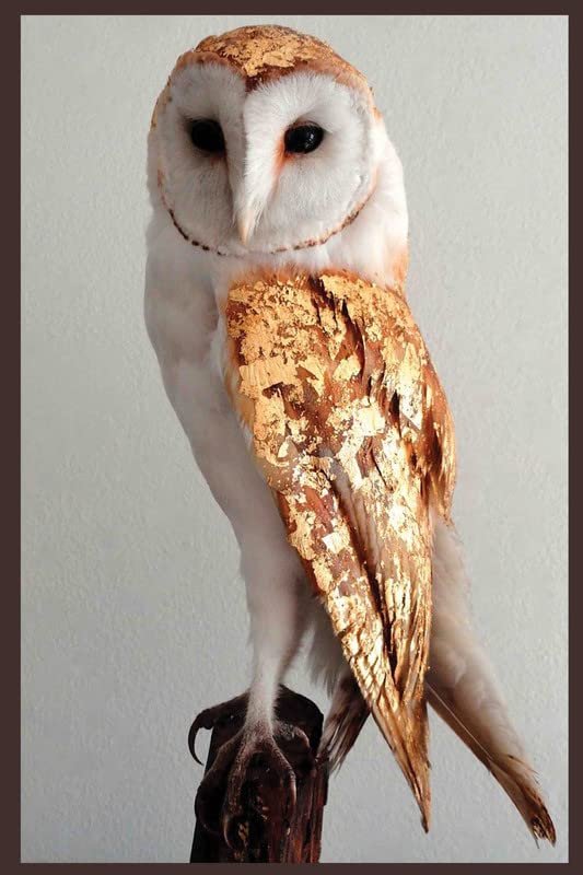 Owl Sticker PosterVastu Bird Wall PosterLucky Poster for Wisdom