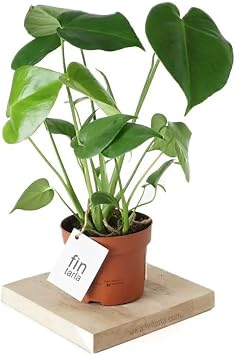 Deve Taban  Monstera Deliciosa 50 Cm Boyunda