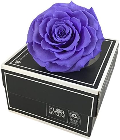 KIKA DECO Preserved Rose XXL (Indigo)