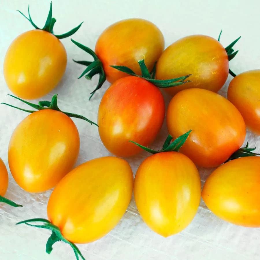 Amazon.com : Park Seed Cherry Tomato Seeds, Planting Vegetables