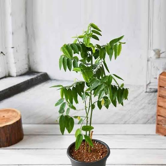 S. D ENTERPRISE Organic Healthy Green Multivitamin Live Plant-image-18