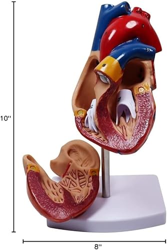 Miniatura 9 de Aliwovo Modelo de anatomía humana Modelo de anatomía corporal para estudiante de medicina 11 pulgadas 15 piezas Modelo de anatomía de torso humano