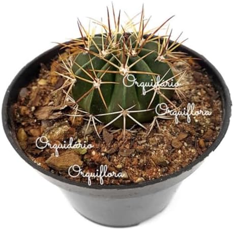 Muda Cacto Cabeça Ou Coroa De Frade Melocactus Zehntneri