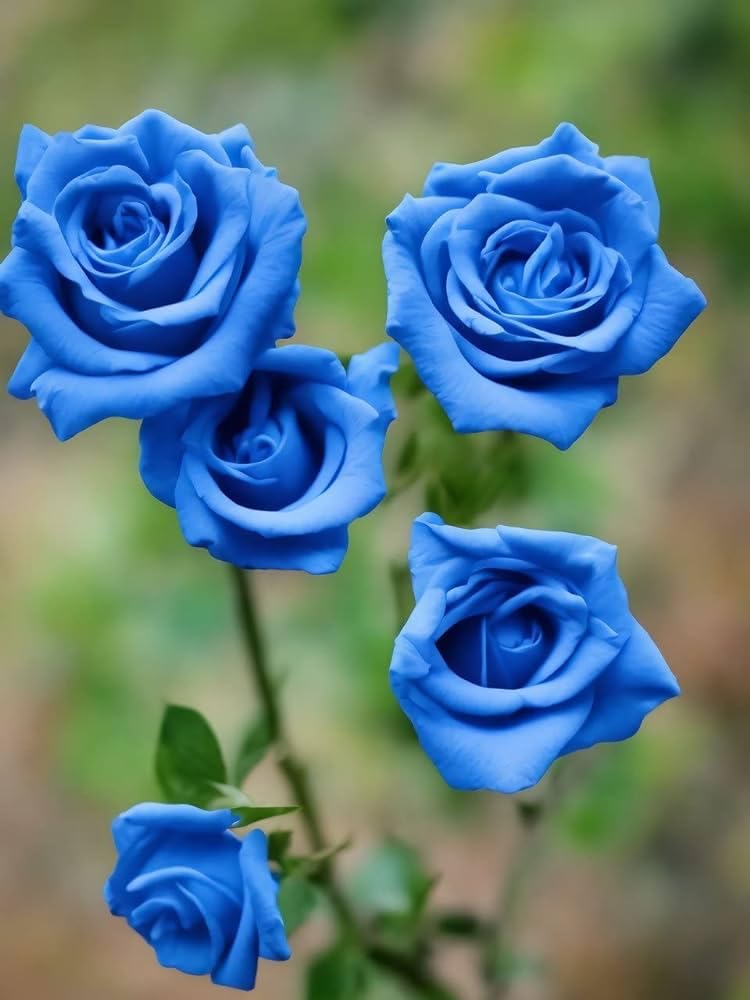 Dark blue rose plant (Pack of 2) : Amazon.in: Garden & Outdoors