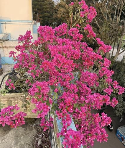 Image of Rare Bougainvillea Live Flower Plant || Healthy Live Plant with Grow Bag & Secure Packing || Beautiful Flower Garden Decoration (pink)