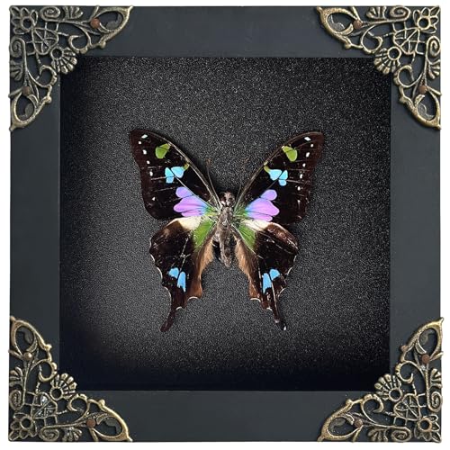 Real Graphium weiskei Framed Butterfly Blue & Green Wings Taxidermy Display Preserved Insect Unique Gifts Entomology Specimen Oddities Collection Vibrant Wall Art Home Decor Room K12-120-DE