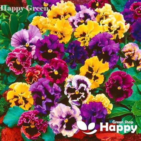 Pansy Swiss Can Can Mix 300 Seeds Cover