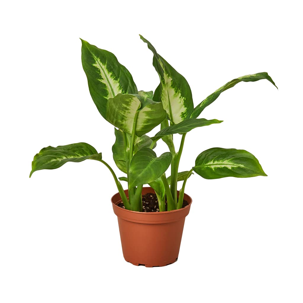 Set 8 Plantas Interior Naturales DECOALIVE: Spathiphyllum - Planta del Café - Palmera Areca - Drácena - Dieffenbachia - Helecho - Hiedra - Chamaedorea Elegans