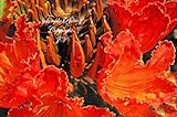 Spathodea campanulata Semillas africana árbol de tulipán rojo brillante de flores tropicales (20)