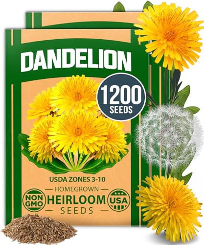 HOME GROWN Dandelion Seeds for Planting – 1200 Heirloom Medicinal Herb Seeds Grow Edible Leaves and Flowers for Remedies or Wildlife (Taraxacum officinale)