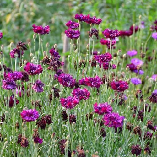 Semi di fiordaliso, semi di perenne Centaurea ciano, semi di resistenti 400pcs