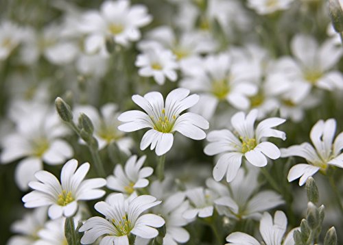 Preisvergleich Produktbild snow-in-summer Samen - Filziges Hornkraut