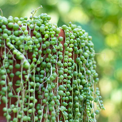 Image of UGAOO Bharat String of Pearls Live Plant (Senecio Rowleyanus) - Rare Hanging Succulent Plant for Indoor & Outdoor Home Decor, Air Purifying Live Plant for Balcony, Living Room & Office.
